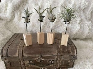 blokje met plant