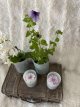 flower glazen pot met orchidee
