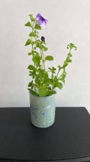 flower glazen pot met plant