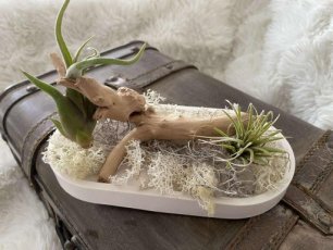 jesmo schaal met 2 plantjes