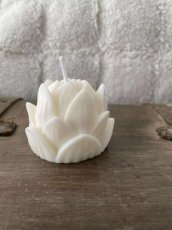 lotus bloem