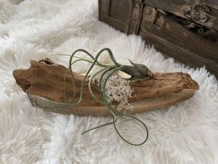 plankje met plant