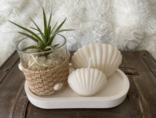 Schelpenschaal met Tillandsia