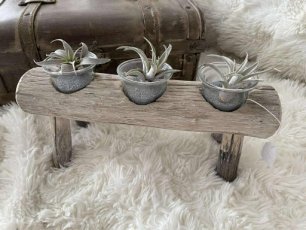 stronk met 3 plantjes