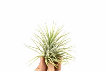 Till ionantha green