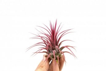 Till ionantha red xl