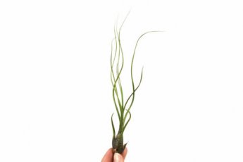 Tillandsia Butzii