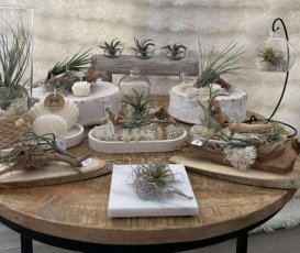 Tillandsia gesc