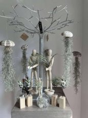 Tillandsia geschenk