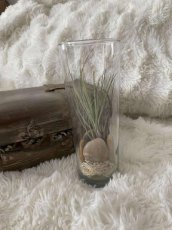 vaas met plant